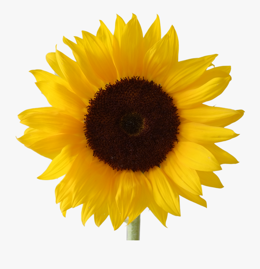 Sunflower Transparent Png Pictures - Clipart Transparent Background Sunflower, Transparent Clipart