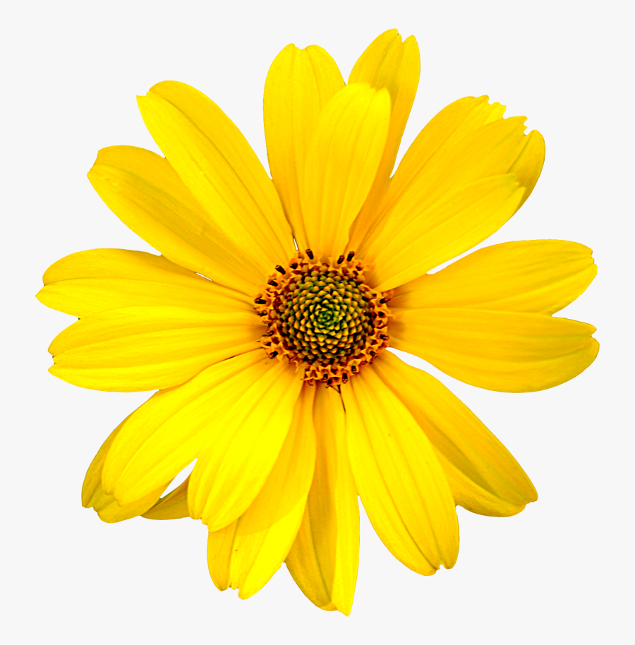 Transparent Field Of Flowers Png - Realistic Sunflower Clip Art, Transparent Clipart