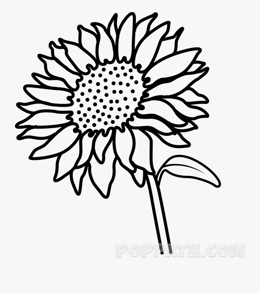 Stem Drawing Sunflower - Sunflower Drawing, Transparent Clipart
