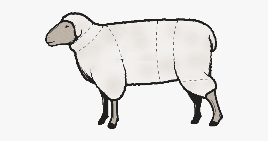Drawing Sheep Lamb Leg Transparent Png Clipart Free - Diagram Of Sheep, Transparent Clipart
