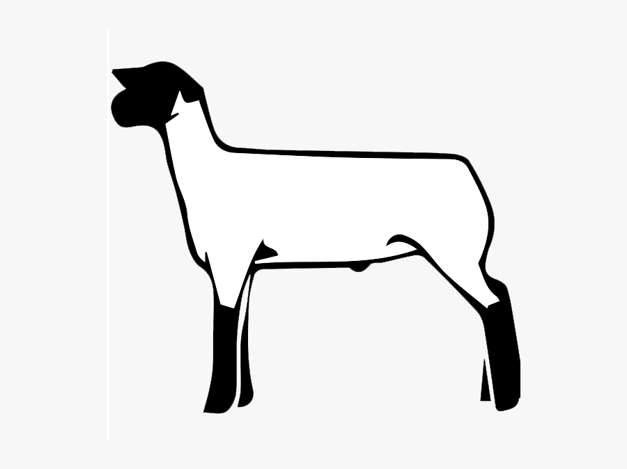 Lamb Clipart Club - Show Lamb Clip Art, Transparent Clipart