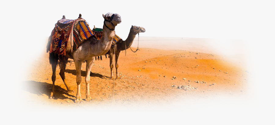 Camel Png Clipart - Camel In Desert Png, Transparent Clipart