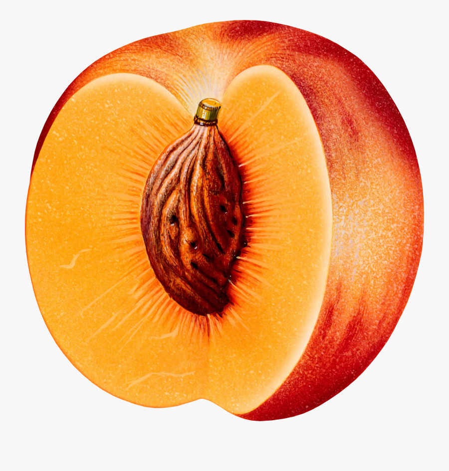 Peach Png, Transparent Clipart