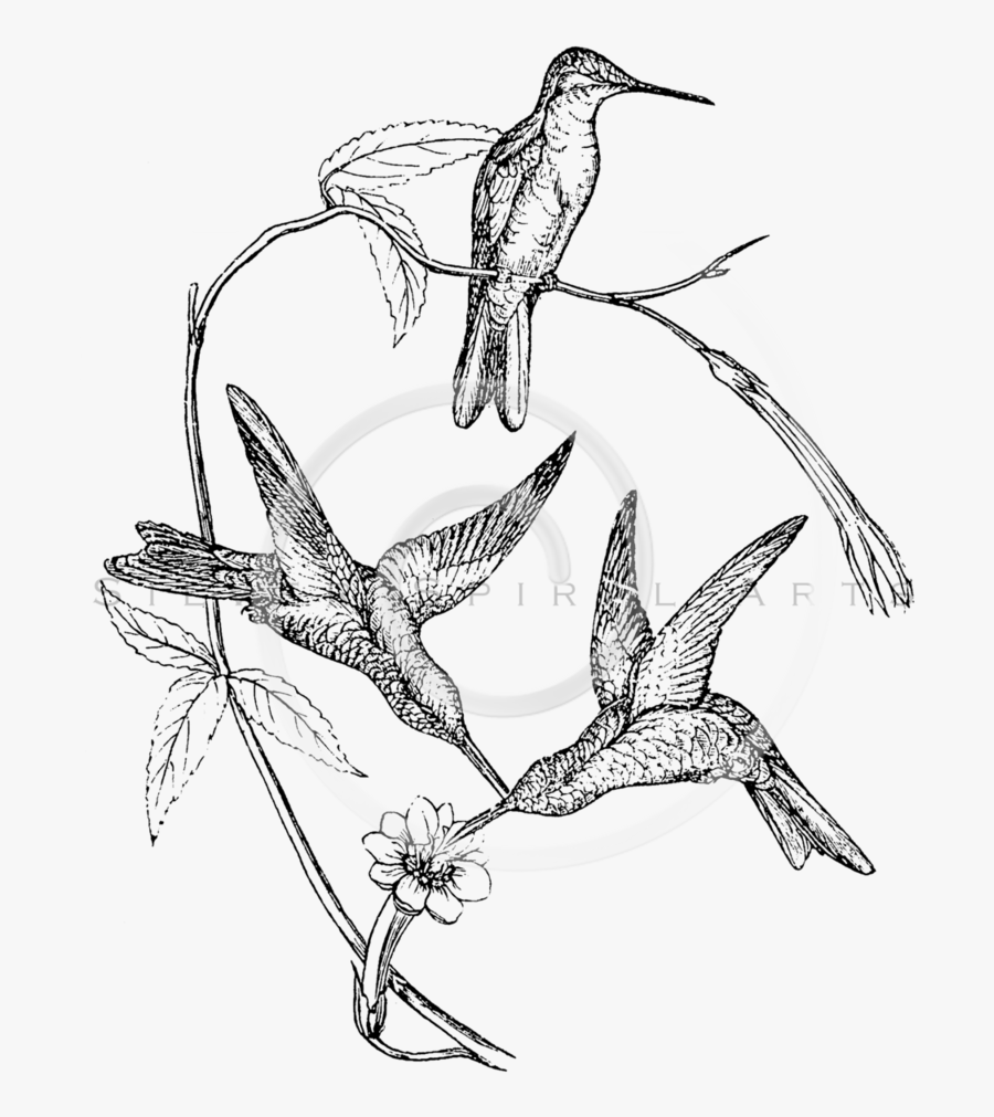 Hummingbird And Flower Drawing At Getdrawings - Woodpecker, Transparent Clipart