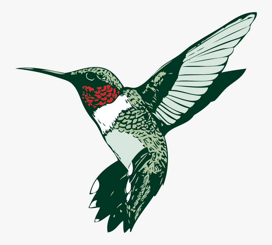 Ruby-throated Hummingbird - Humming Bird Clip Art, Transparent Clipart