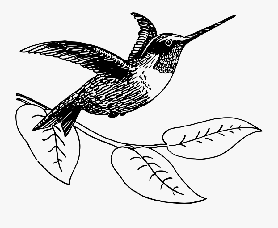 Hummingbird - Hummingbird Drawing Vector, Transparent Clipart