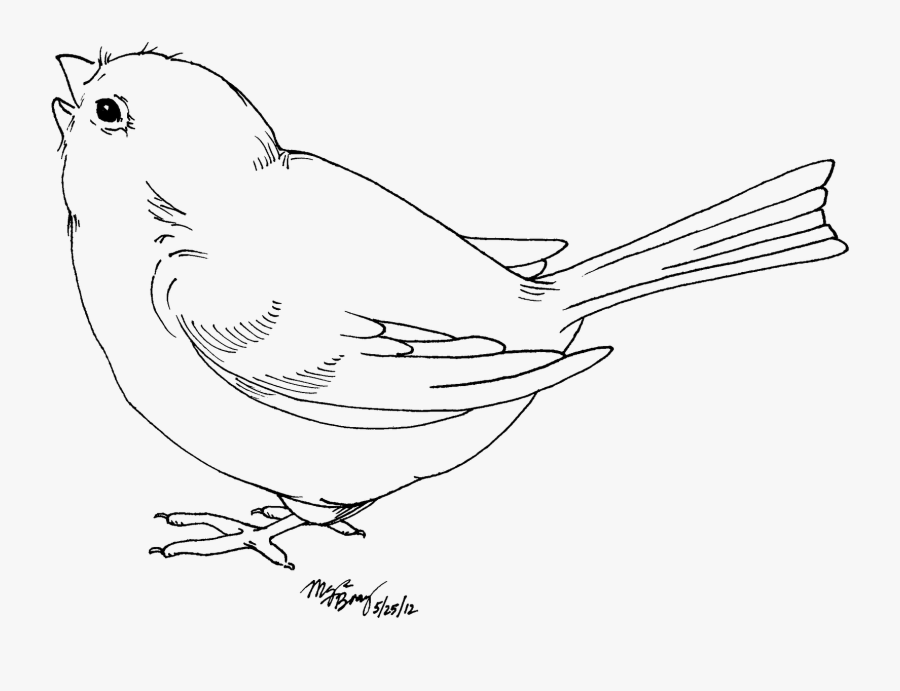 Hummingbird Clipart Colouring Page - Baby Bird Clipart Black And White, Transparent Clipart