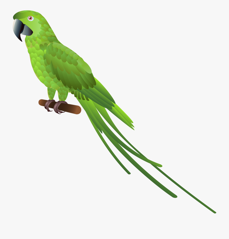 Green Parrot Png Clipart - Green Parrot Bird Png, Transparent Clipart