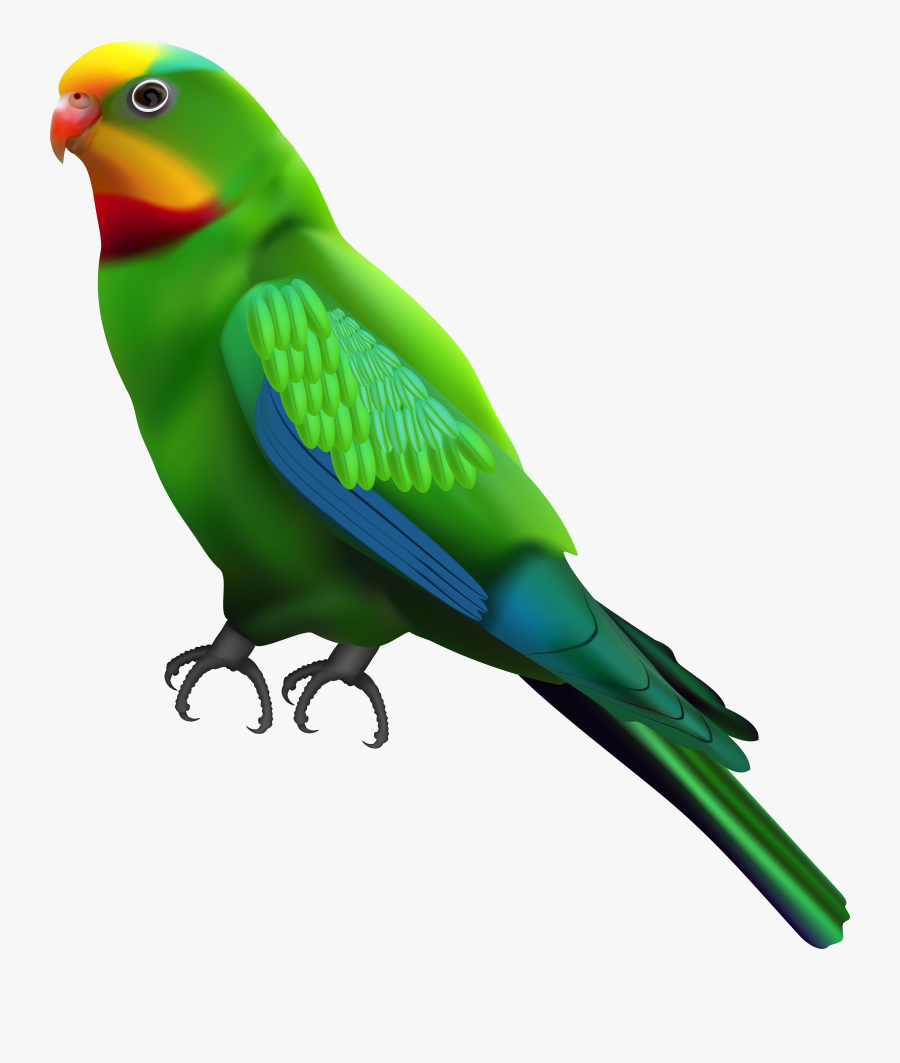 Png Green Parrot Hd, Transparent Clipart