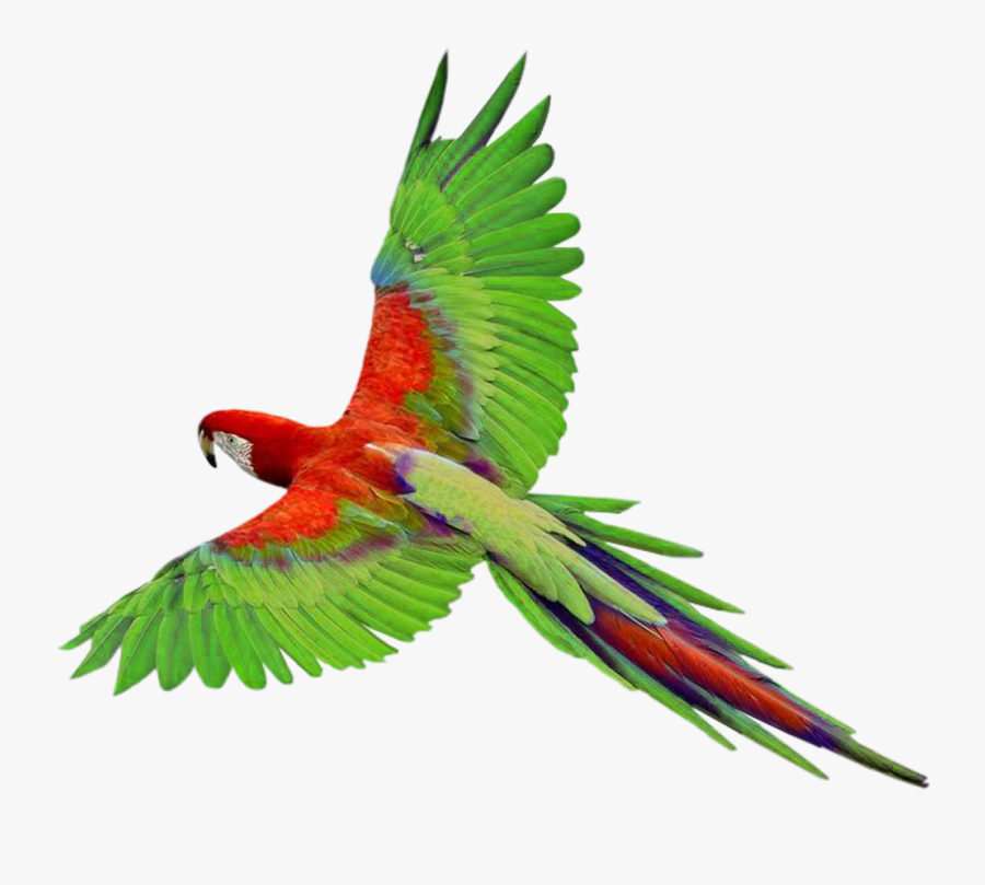 Flying Parrot Clipart - Bird Fly Png Transparent, Transparent Clipart