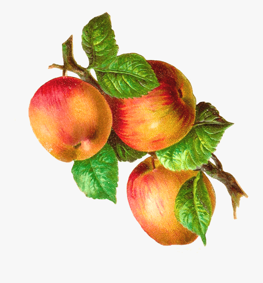 Apples On A Branch Vintage Transparent Png - Vintage Fruit Illustration Png, Transparent Clipart