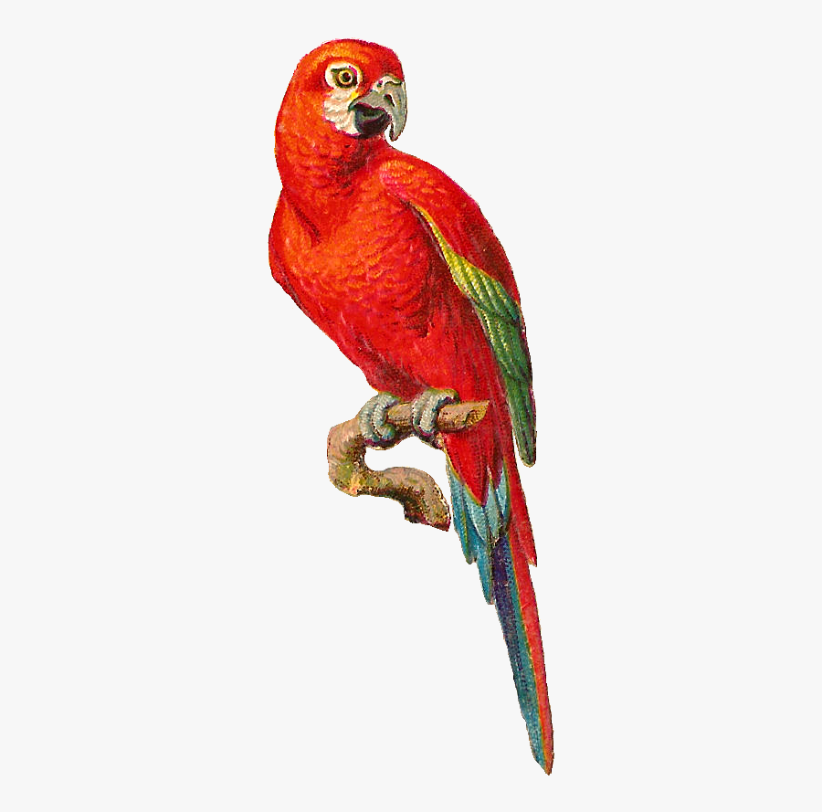 Clip Art Beautiful Parrot - Red Macaw Clipart, Transparent Clipart