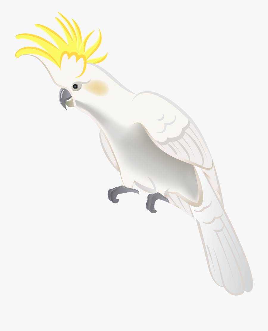 White Parrot Png Clip Art, Transparent Clipart