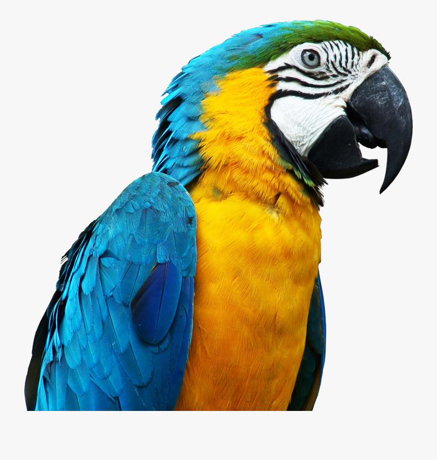 Clipart Parrot Best Png - Rare Colorful Birds, Transparent Clipart