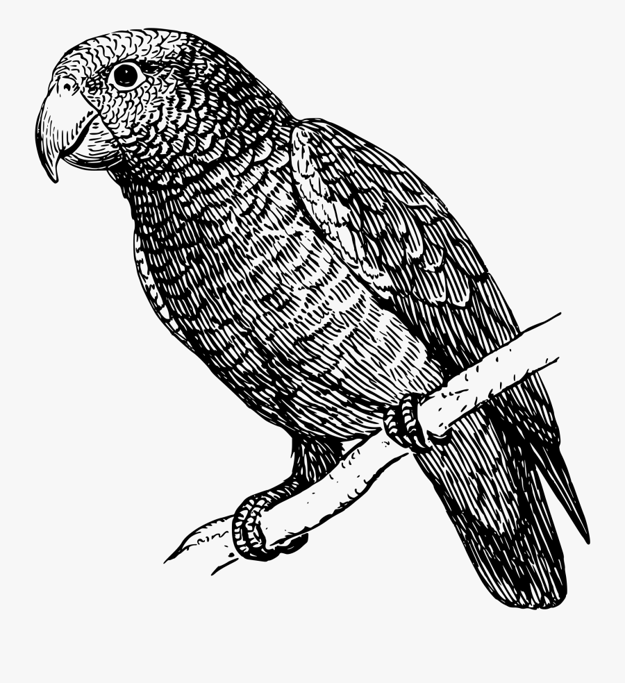 Free Vector Parrot Clip Art - Parrot Illustration Black And White, Transparent Clipart