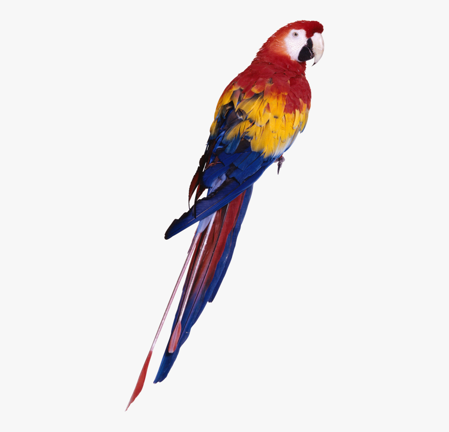 Parrot Transparent Icon Png Images - Parrot Png, Transparent Clipart