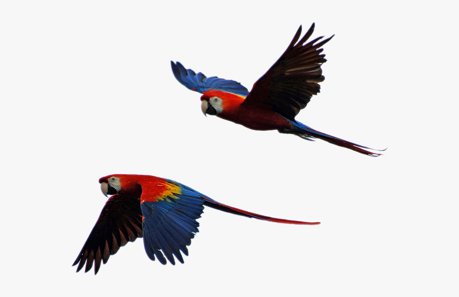 Free Photo Parrot Isolated Parrots Flight - Parrots In Flight, Transparent Clipart