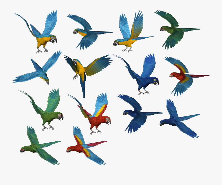 Transparent Parrot Clipart - Parrots Clipart, Transparent Clipart