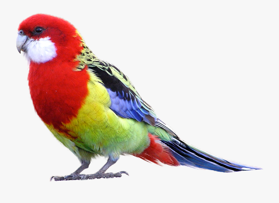 Parrot Png Transparent, Transparent Clipart