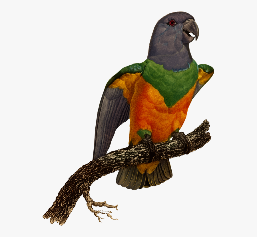 Macaw,parrot,bird - Macaw, Transparent Clipart