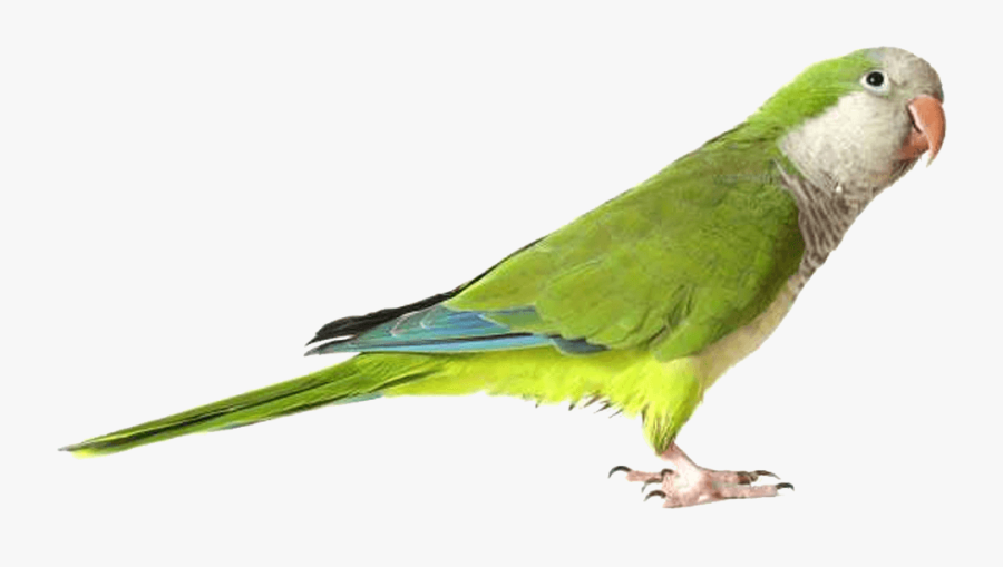 Download Parrot Free Png Photo Images And Clipart - Quaker Parrot, Transparent Clipart