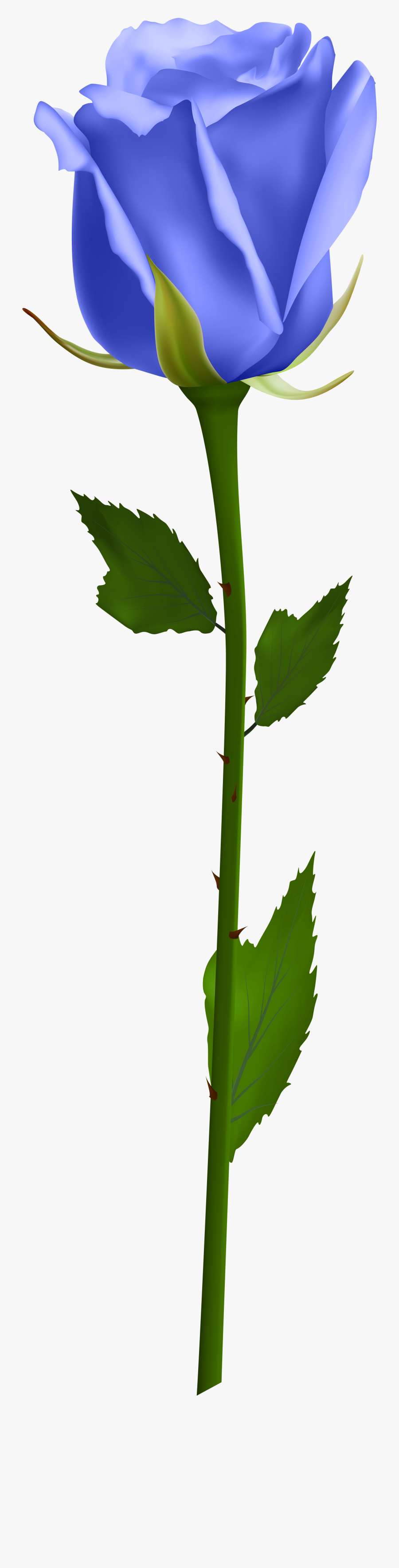Transparent Plant Stem Png - Transparent Background White Rose, Transparent Clipart
