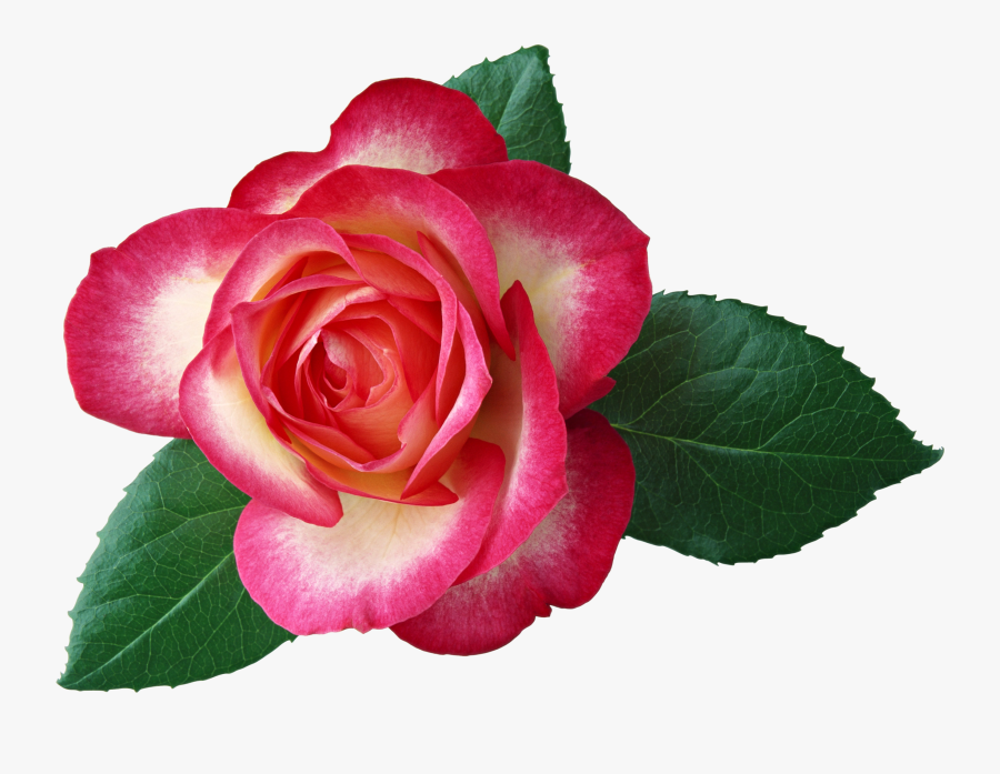 Large Rose Clipart Picture - 6 Class Guide Chapter7 Getting To Know Plants, Transparent Clipart