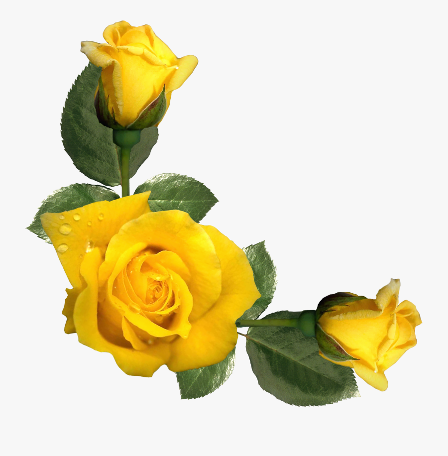 Yellow Roses Clipart - Yellow Rose Flower Png, Transparent Clipart