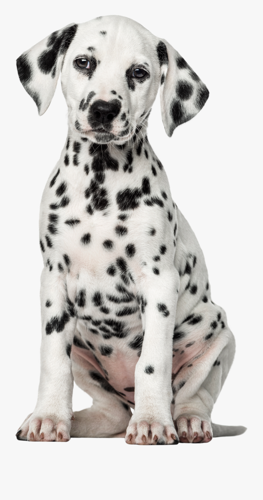 Dalmatian Dog Png Clip Art - Puppy Labrador White Dogs, Transparent Clipart