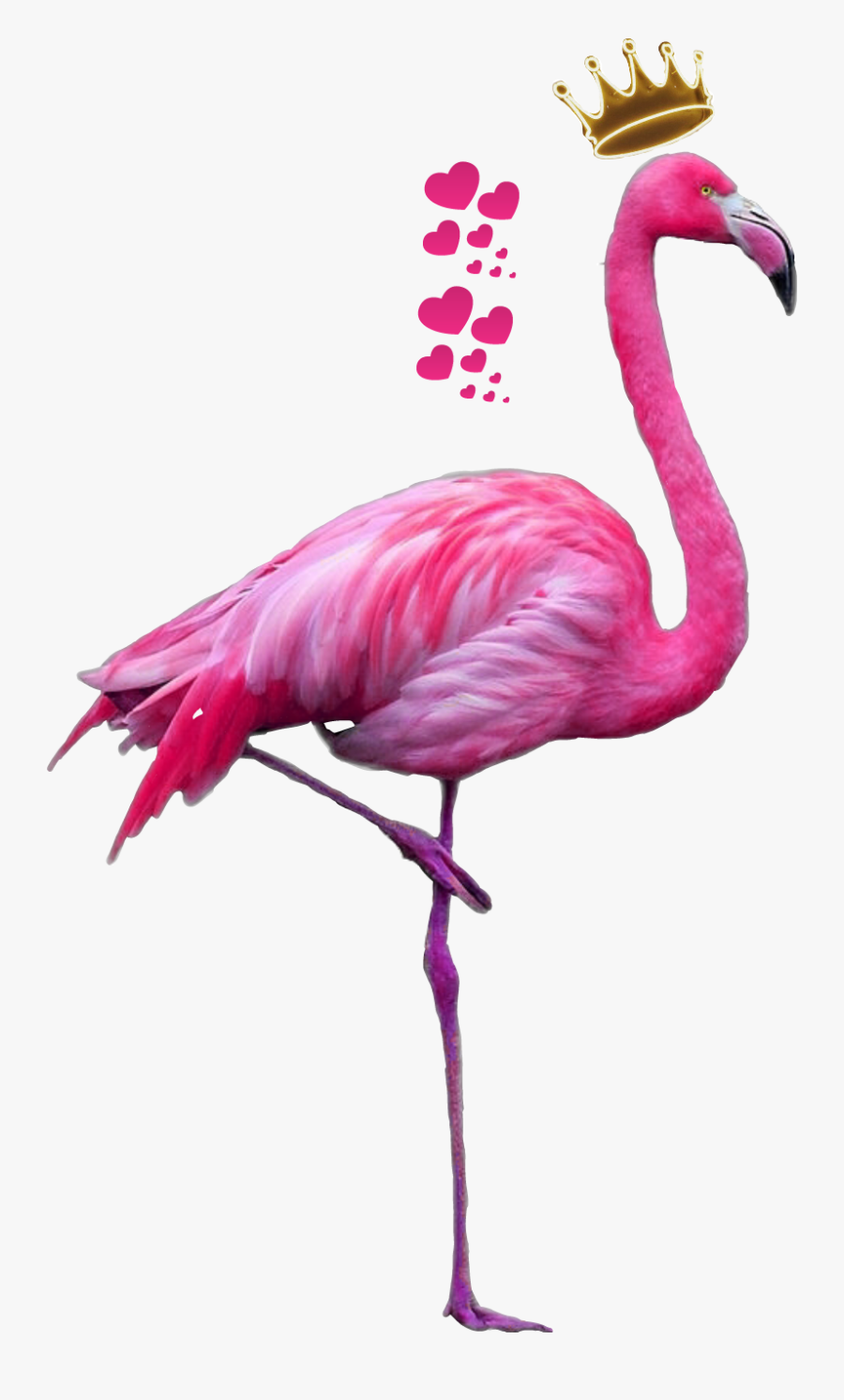 Flamingo Clipart Feather - Flamenco Png, Transparent Clipart