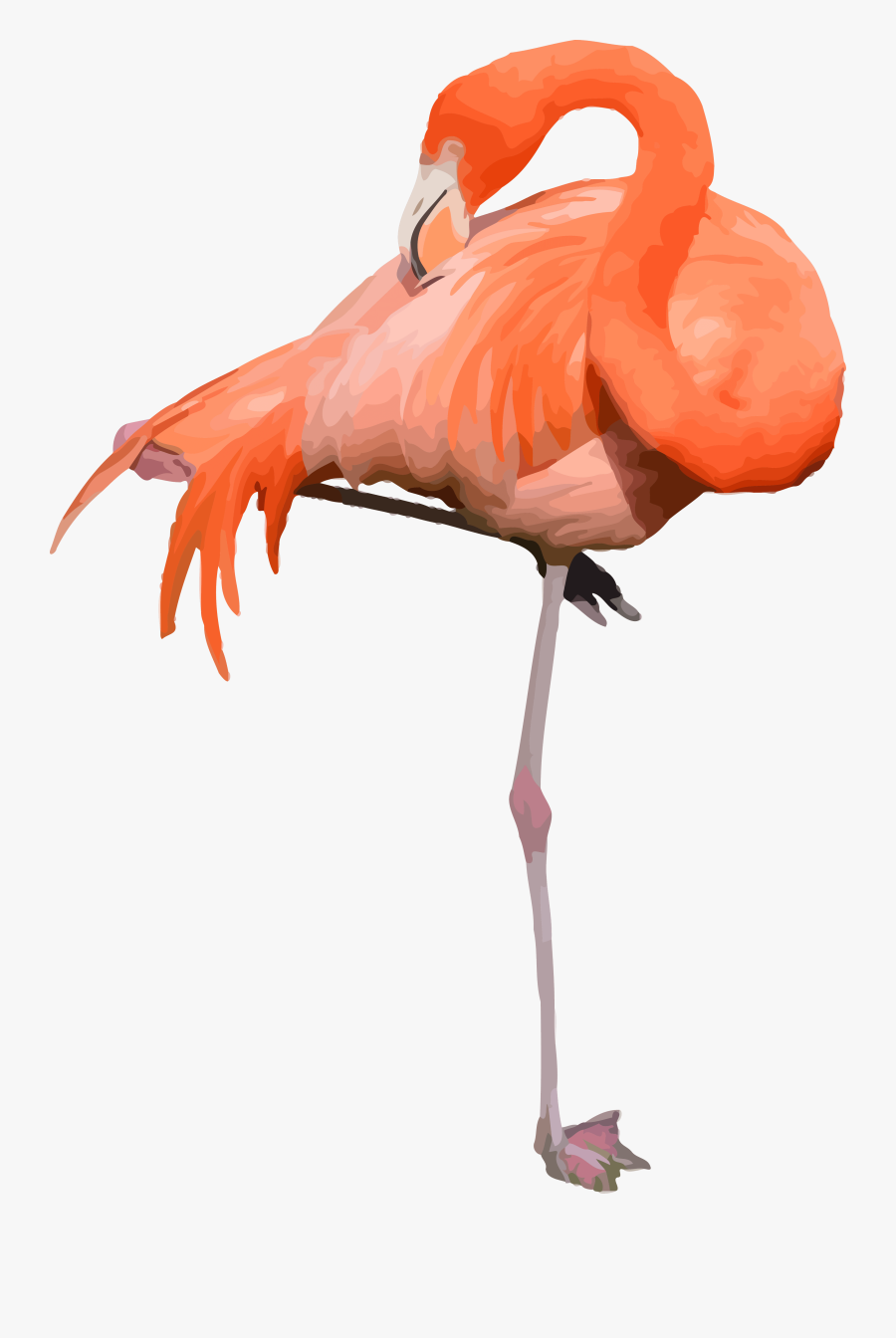 Flamingo Stock Photo - Flamingo Transparent, Transparent Clipart