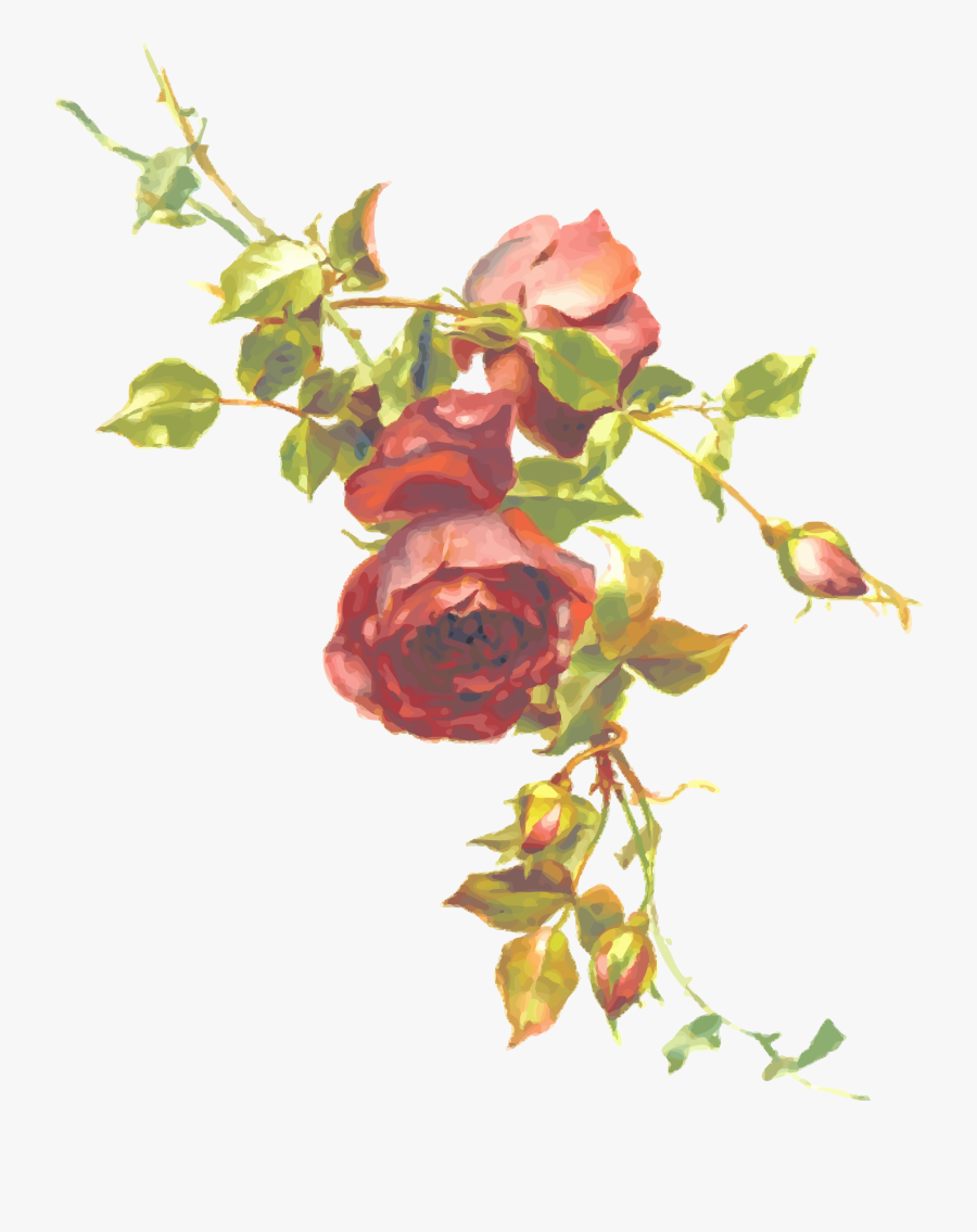 Plant,flower,garden Roses - Rose Aesthetic Clip Art, Transparent Clipart