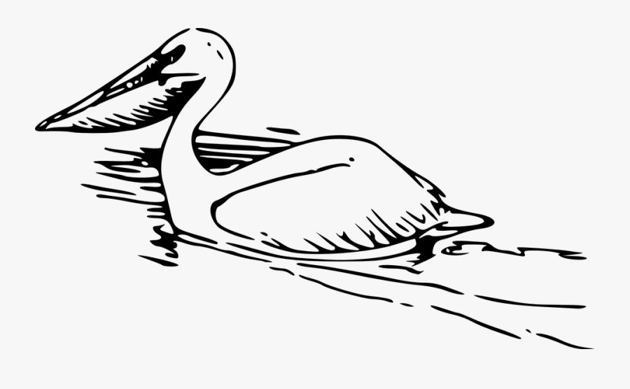 Pelican Bird Swimming Water Large Beak Swim - Pelicans Outline, Transparent Clipart