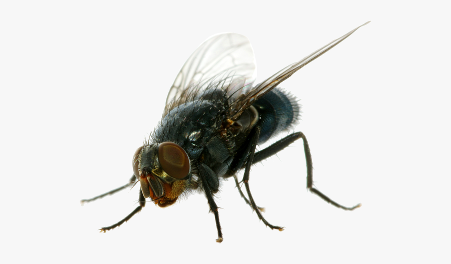 Download Flies Png Clipart For Designing Projects - Fly Png, Transparent Clipart