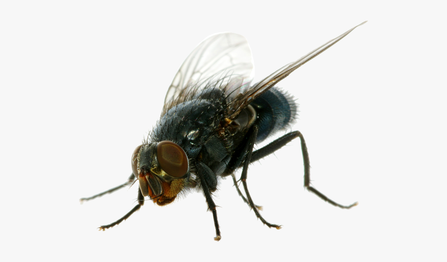 Download Flies Png Clipart For Designing Projects - Fly Png , Free ...