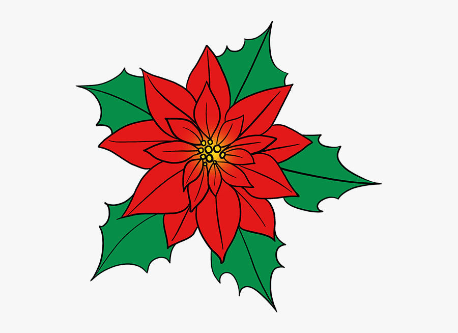 How To Draw A Poinsettia Poinsettia Flower Drawing , Free Transparent