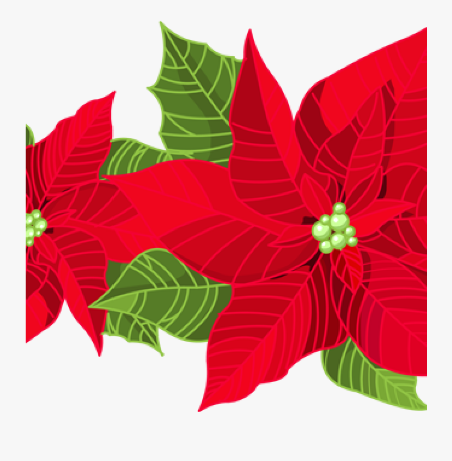 Transparent Poinsettia Png - Poinsettia Plant Clipart, Transparent Clipart