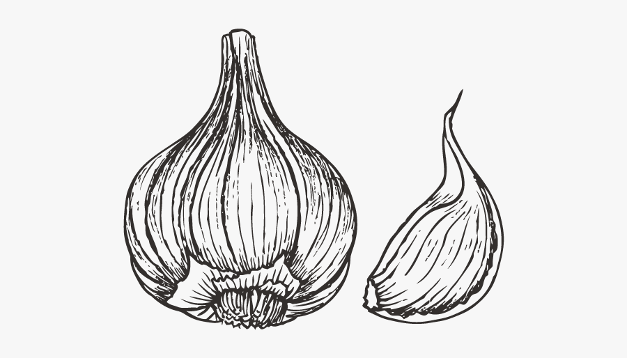 Collection Of Free Garlic Drawing Download On Ui Ex - Garlic Black And White Png, Transparent Clipart