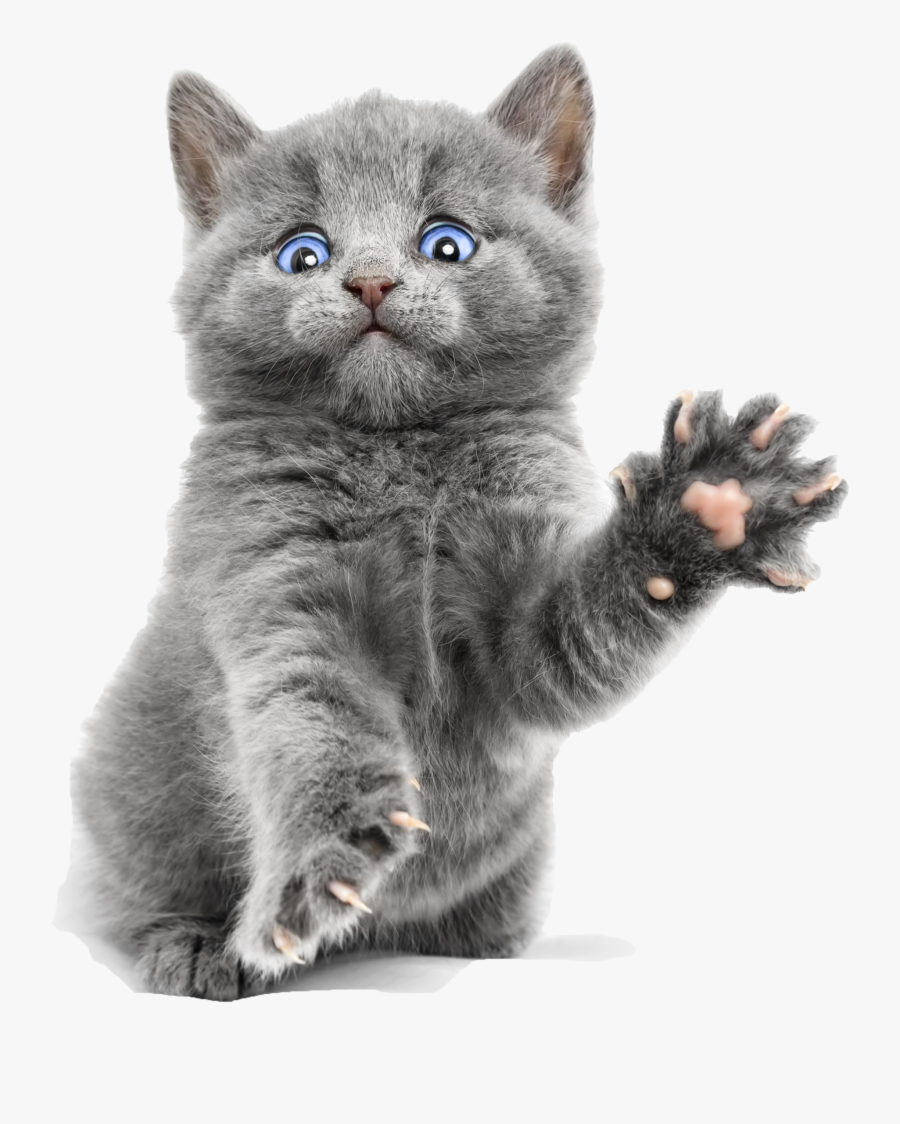 Blue Cute Kitty Ragdoll Bengal Burmese Kitten Clipart - Cute Blue Russian Cat, Transparent Clipart