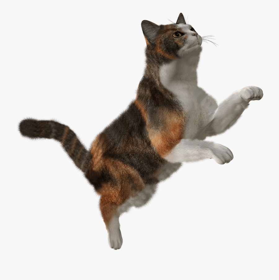 Png Image, Free Download Picture, Kitten - Falling Cat Png, Transparent Clipart