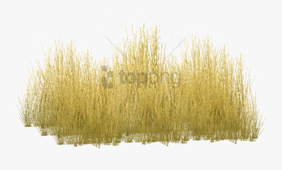 Transparent Long Grass Clipart, Transparent Clipart