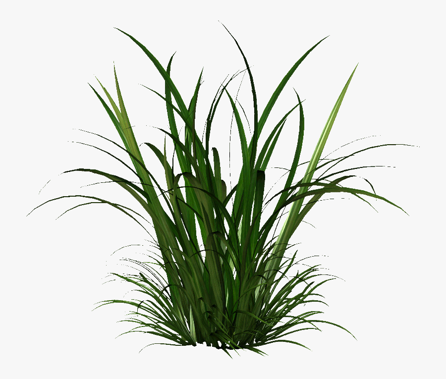 The Gallery Tall Grass Png Image - Tall Grass Png, Transparent Clipart