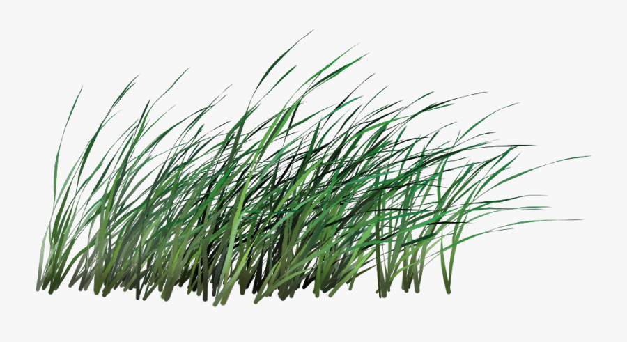 Transparent Blade Of Grass Clipart - Tall Grass Cut Out, Transparent Clipart