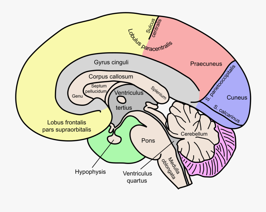 Labeled Brain Corpus Callosum, Transparent Clipart