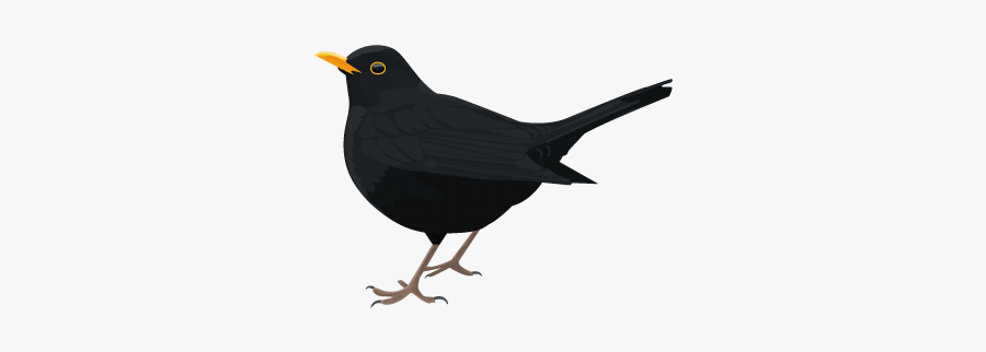 Blackbird Png Transparent Picture - Blackbird Png, Transparent Clipart