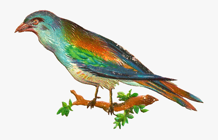 Free Digital Bird Clip Art - Perching Bird, Transparent Clipart
