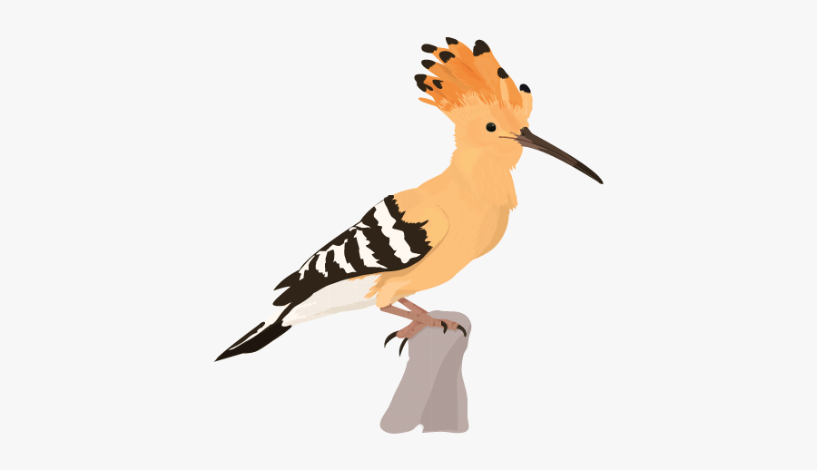 Hoopoe Clipart, Transparent Clipart