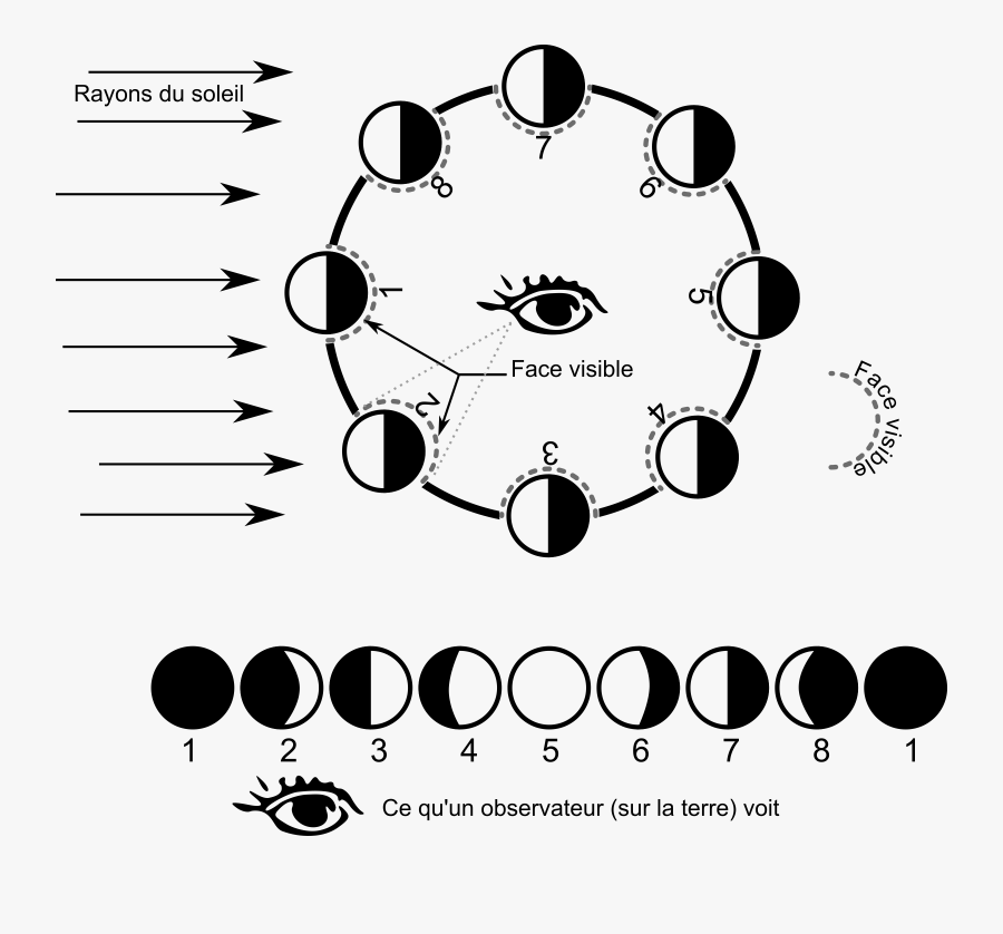 Clipart - Moon Phases Simple Outline, Transparent Clipart