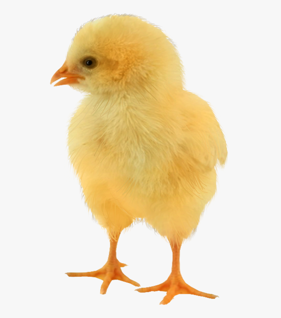 Baby Chicken Png - Png Baby Chicken, Transparent Clipart