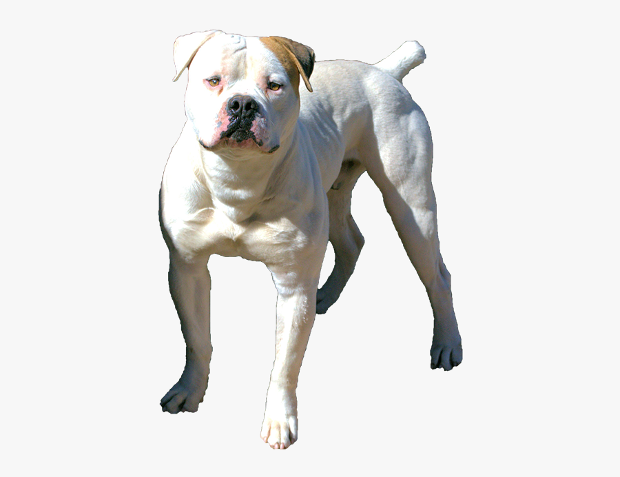 Clip Art American Bulldog Pupppies - Olde English Bulldogge, Transparent Clipart